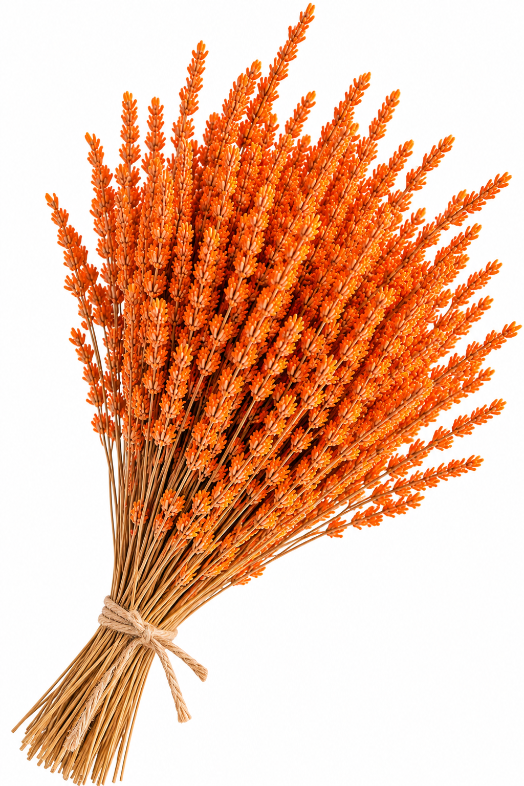 Lavanda naranja preservada