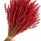 Lavanda roja preservada