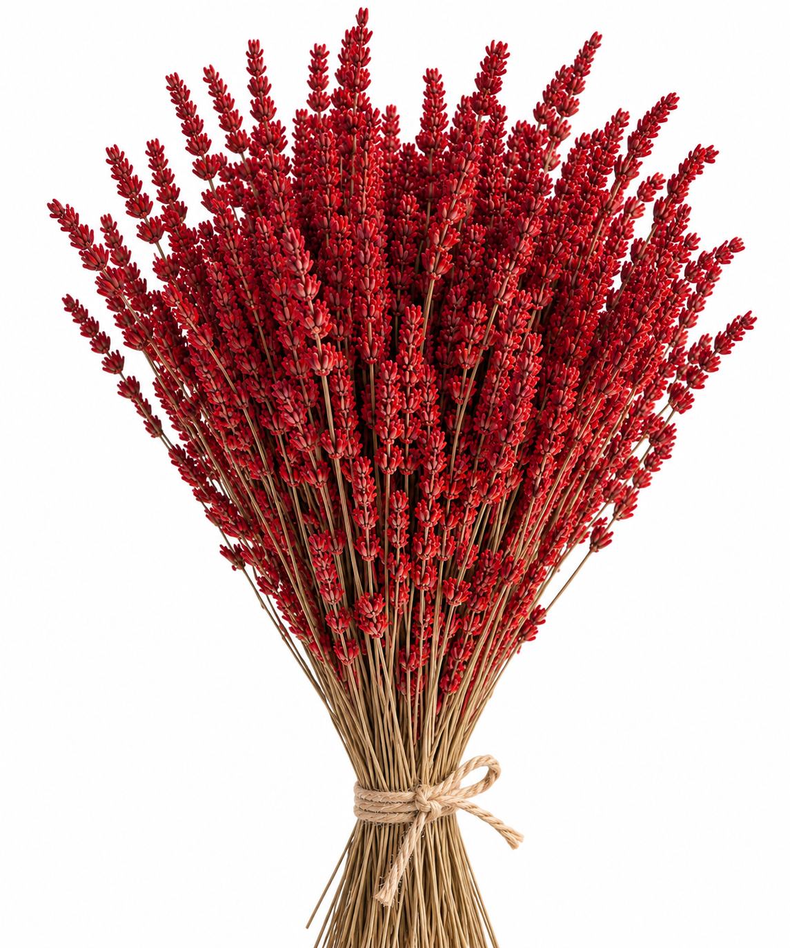 Lavanda roja preservada