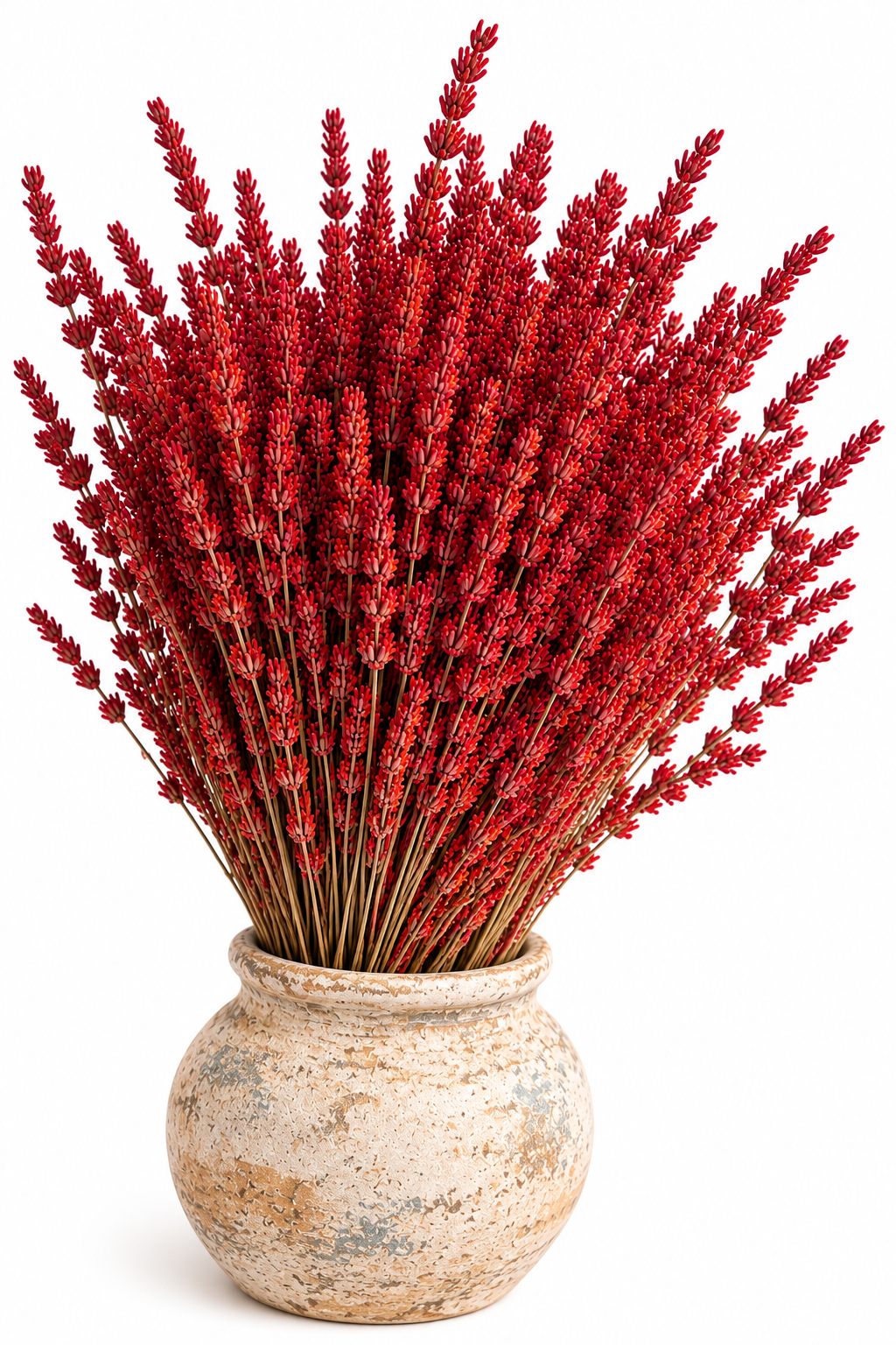 Lavanda roja preservada