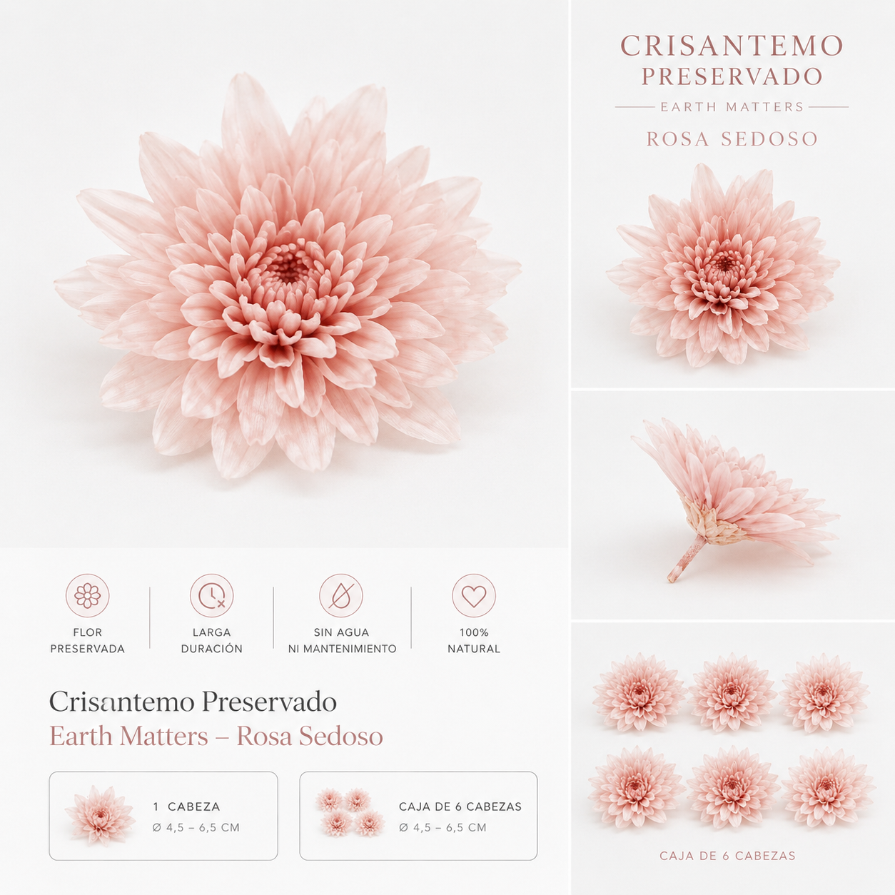 Crisantemo preservado Rosa Sedoso