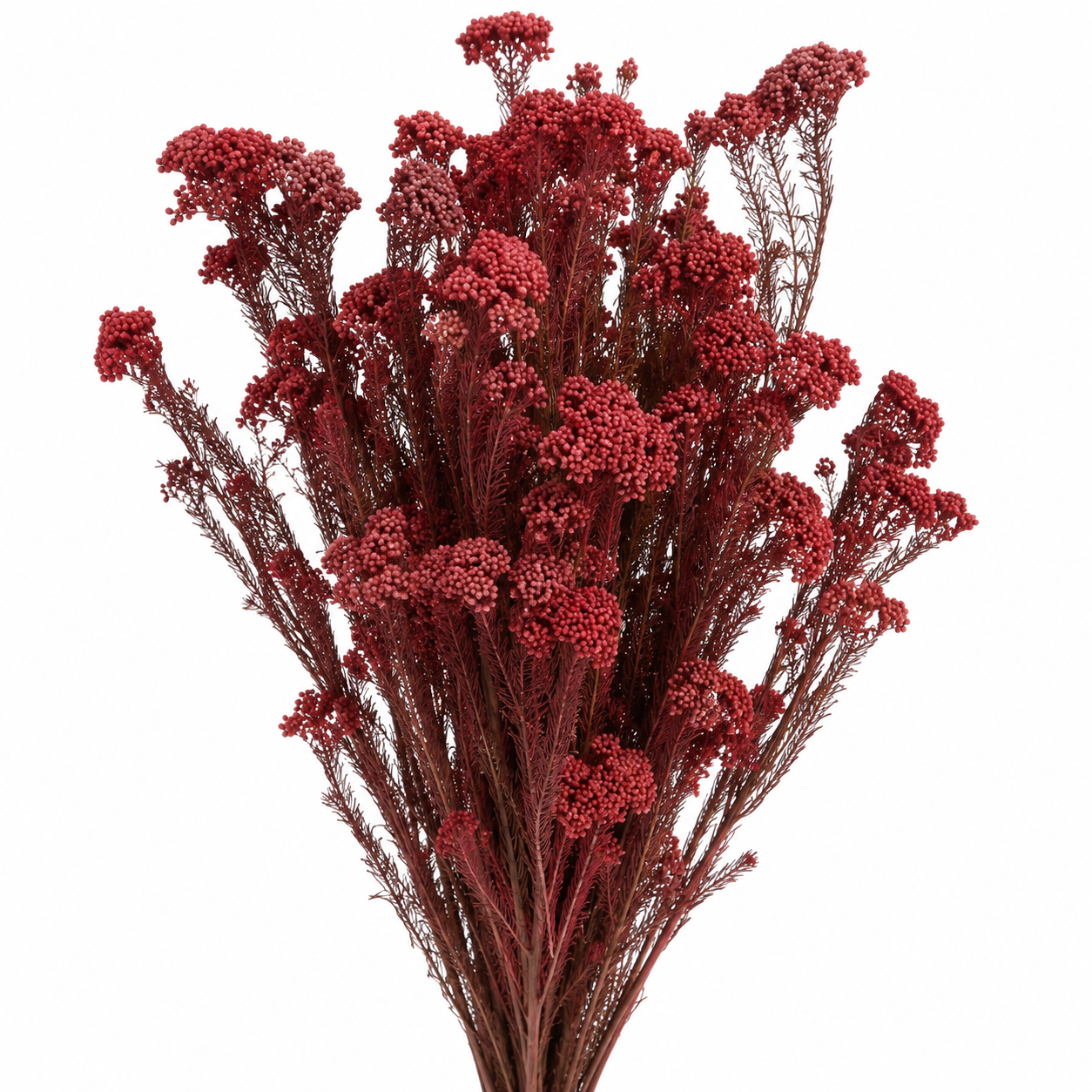 Diosmi rojo preservado