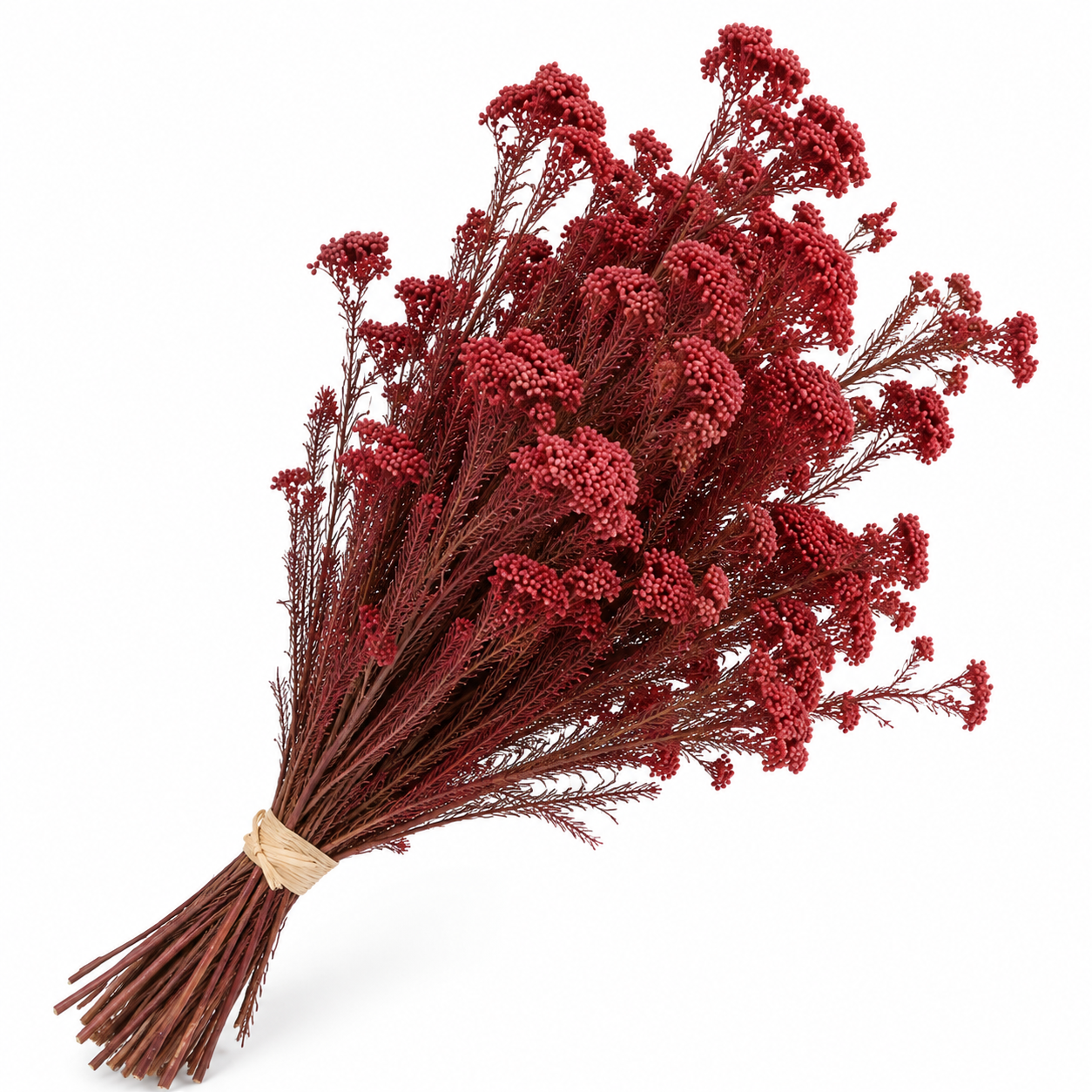Diosmi rojo preservado