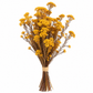 Diosmi amarillo preservado