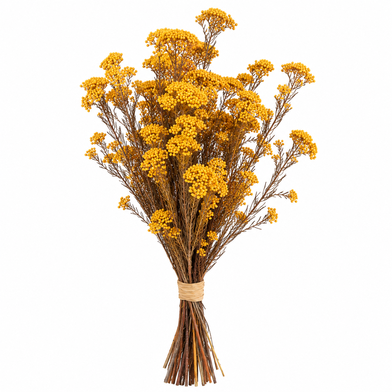 Diosmi amarillo preservado