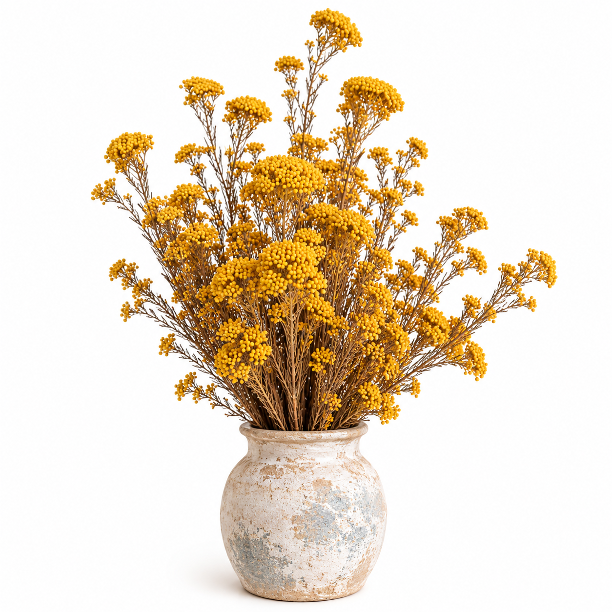 Diosmi amarillo preservado