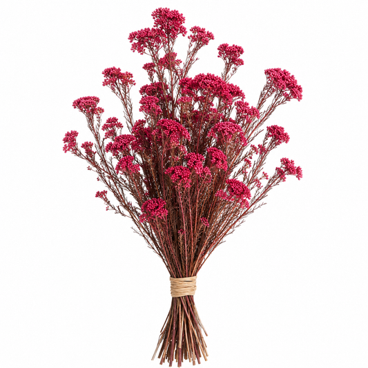 Diosmi rosa preservada