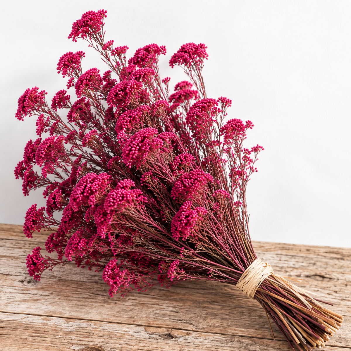 Diosmi rosa preservada