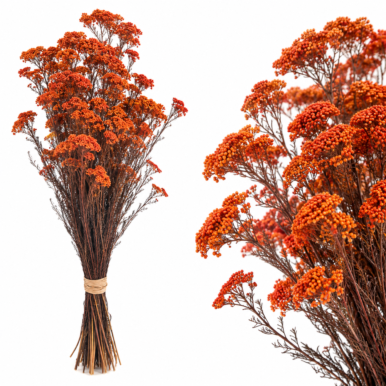 Diosmi naranja preservada