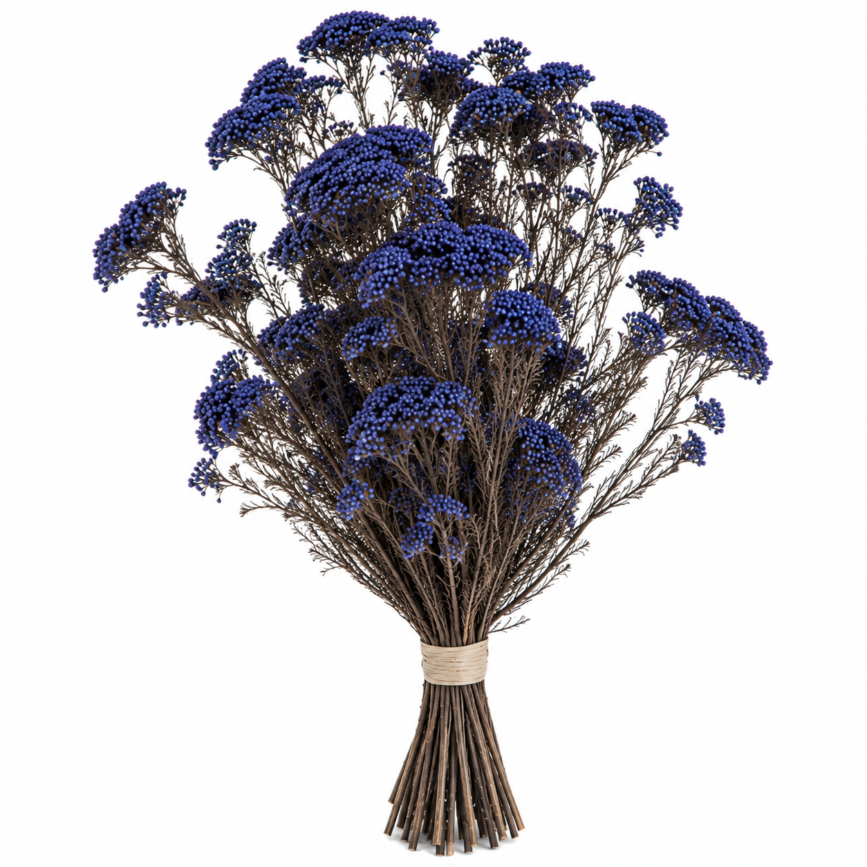 Diosmi azul preservada