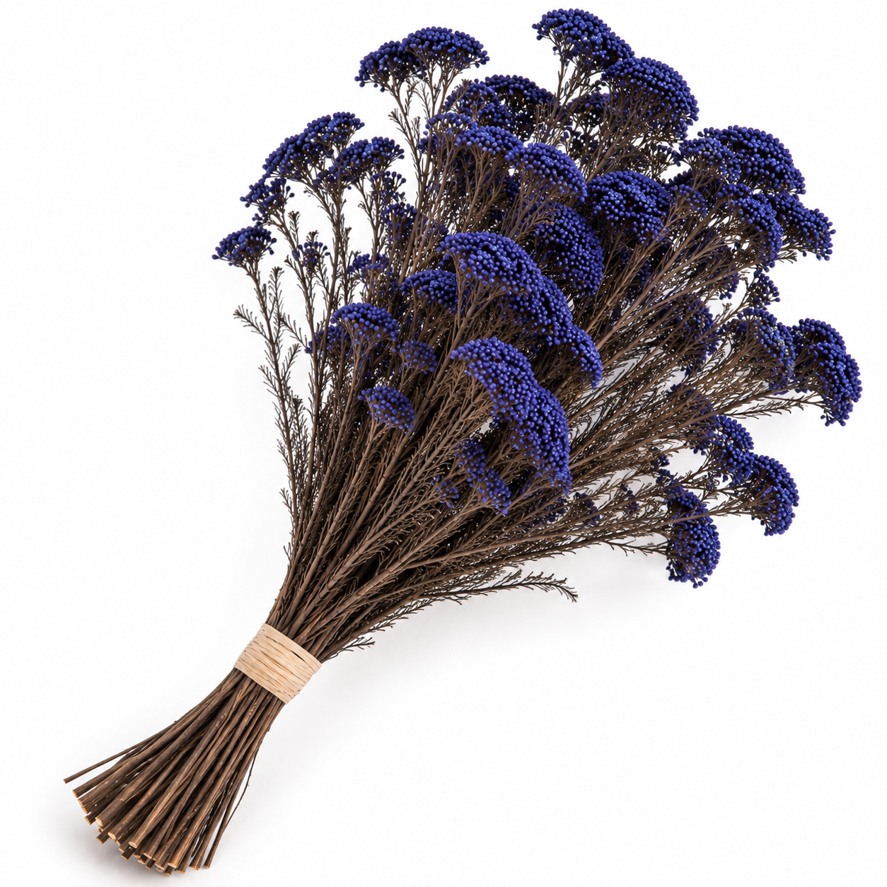 Diosmi azul preservada