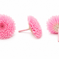 Crisantemo mini Kogiku preservado Earth Matters – Sherbet Pink