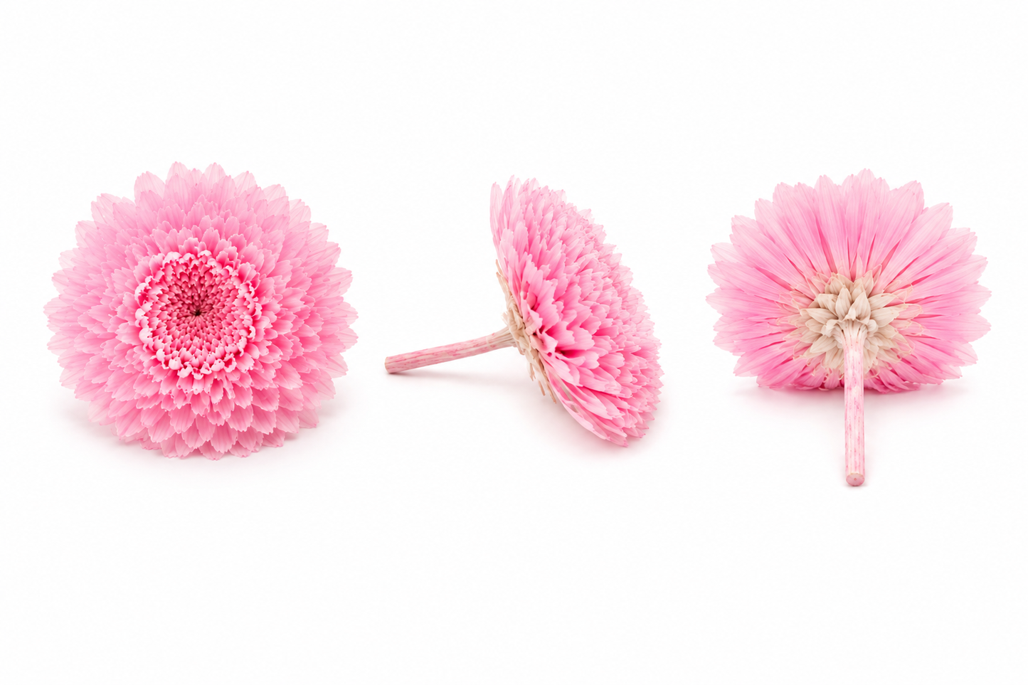 Crisantemo mini Kogiku preservado Earth Matters – Sherbet Pink