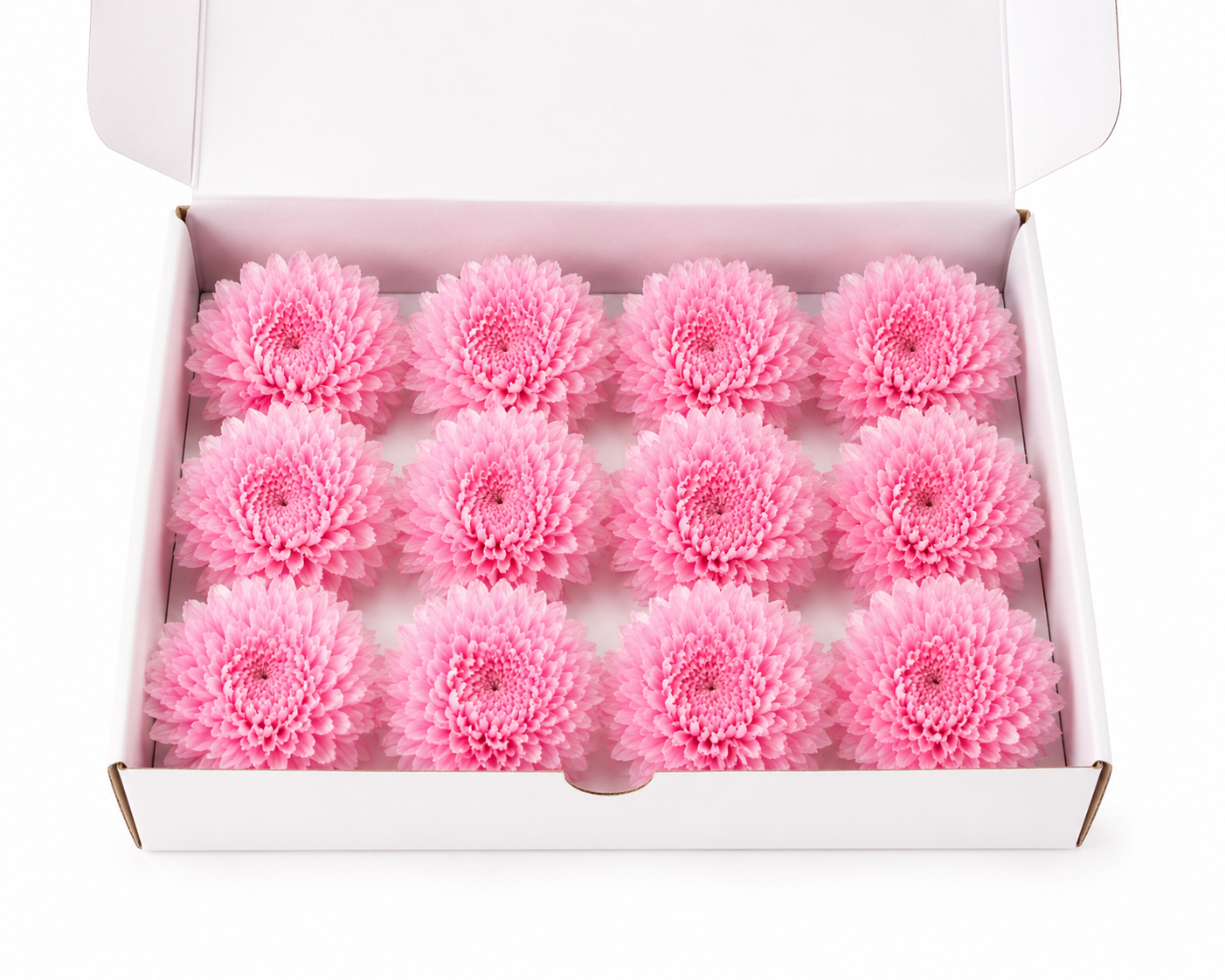 Crisantemo mini Kogiku preservado Earth Matters – Sherbet Pink