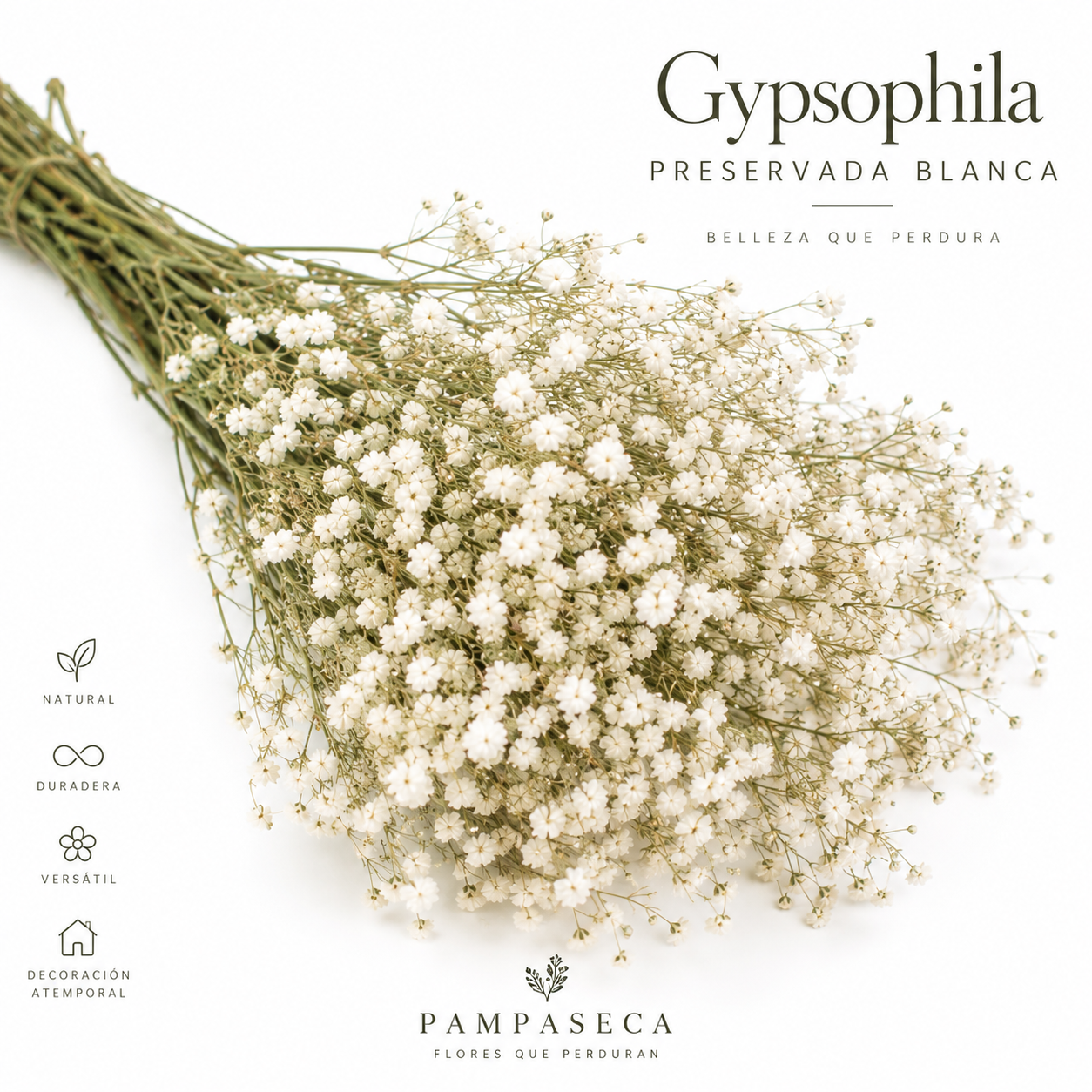 Gypsófila blanca preservada