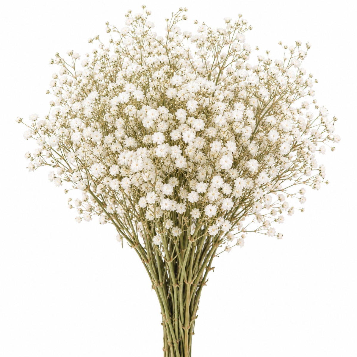 Gypsófila blanca preservada