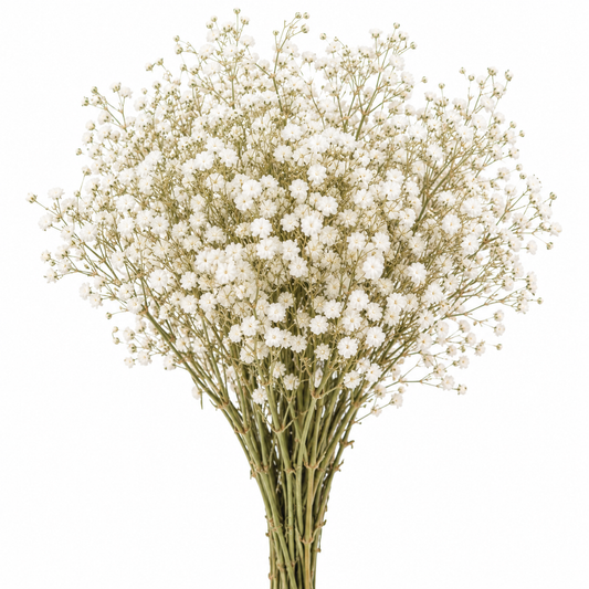 Gypsófila blanca preservada