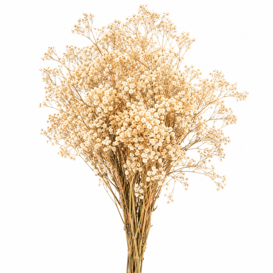 Gypsófila natural preservada (paniculata)