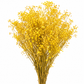 Gypsófila amarilla preservada (paniculata)