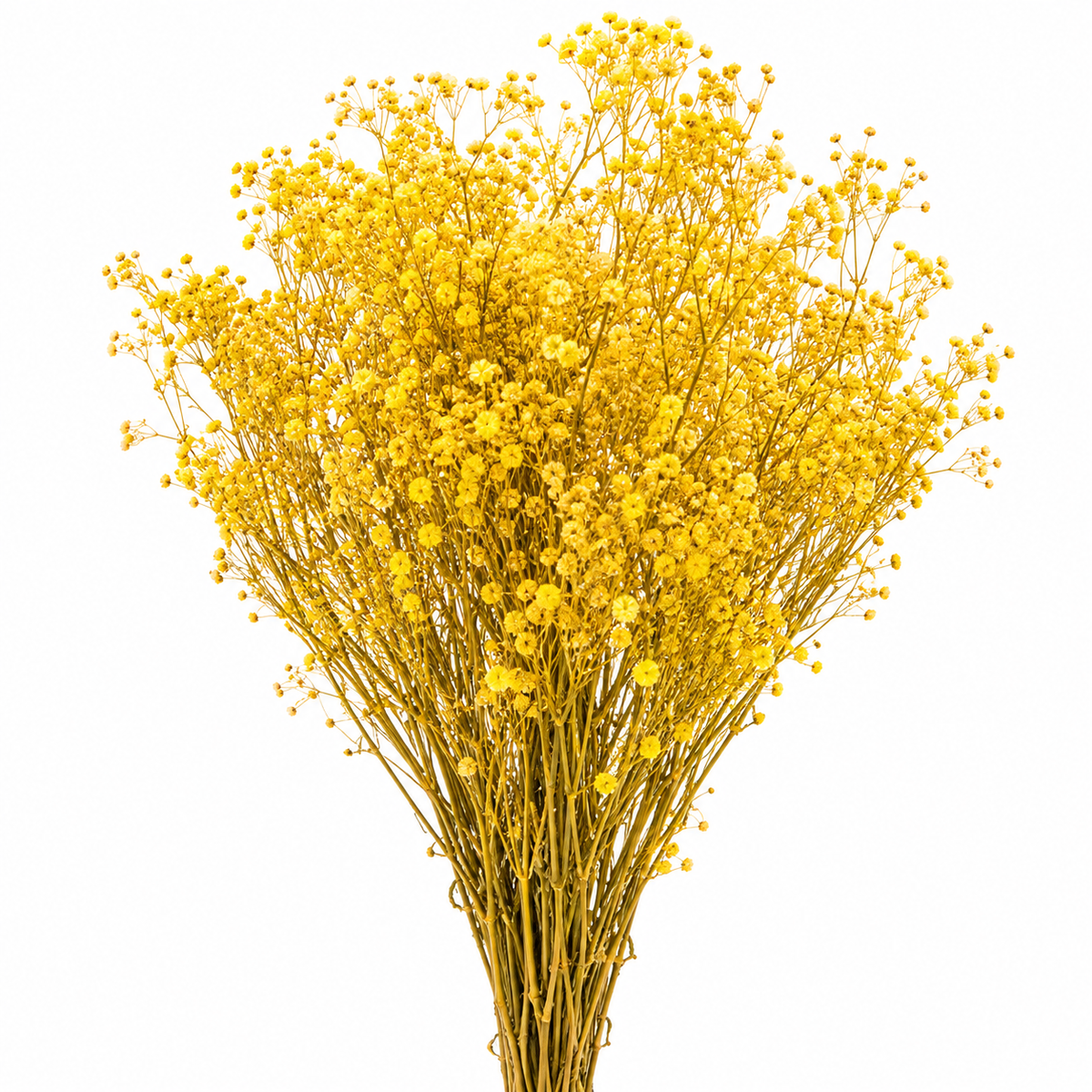 Gypsófila amarilla preservada (paniculata)