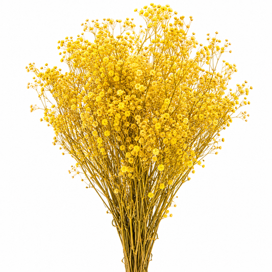 Gypsófila amarilla preservada (paniculata)