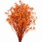 Gypsófila naranja preservada (paniculata)