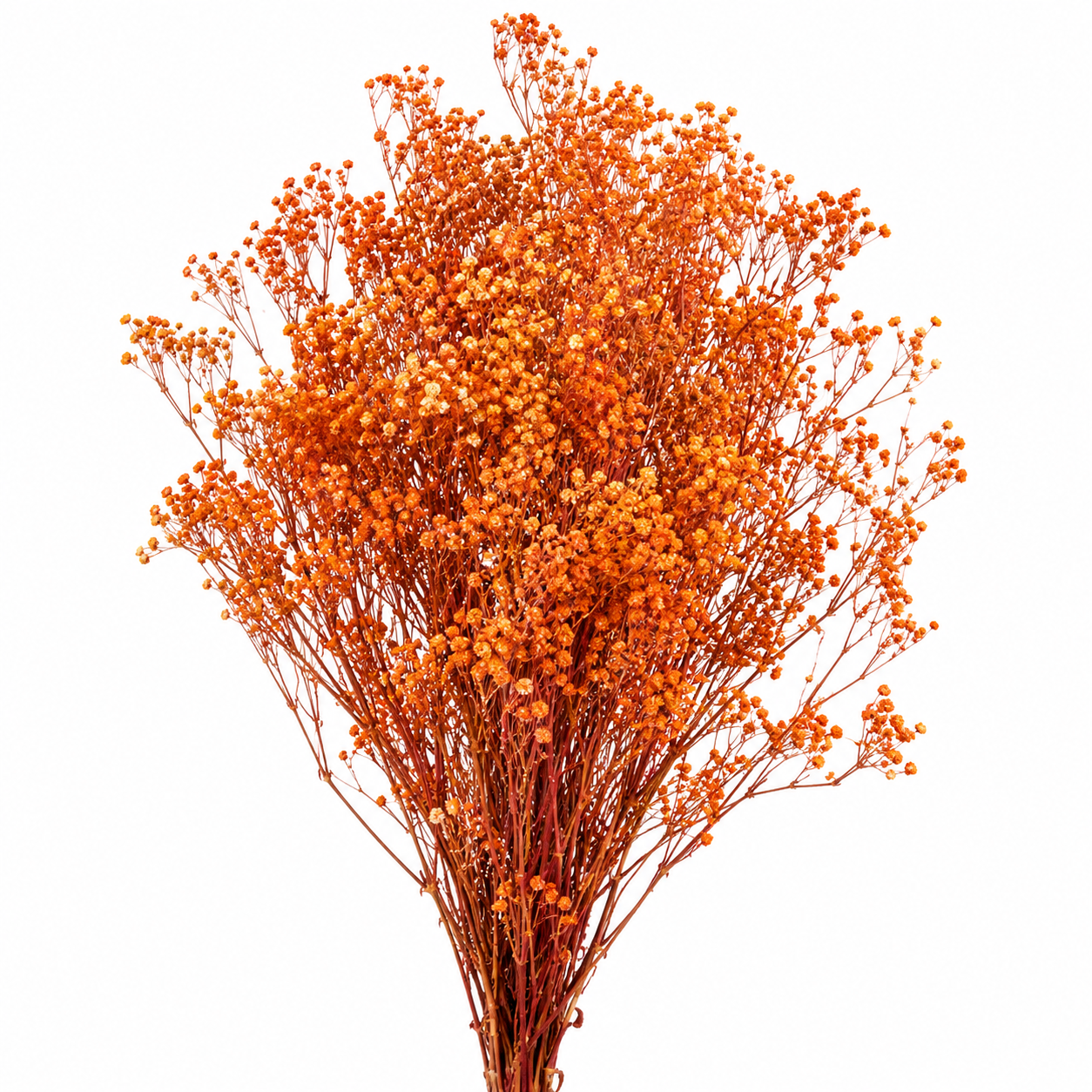 Gypsófila naranja preservada (paniculata)