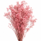 Gypsófila rosa preservada (paniculata)