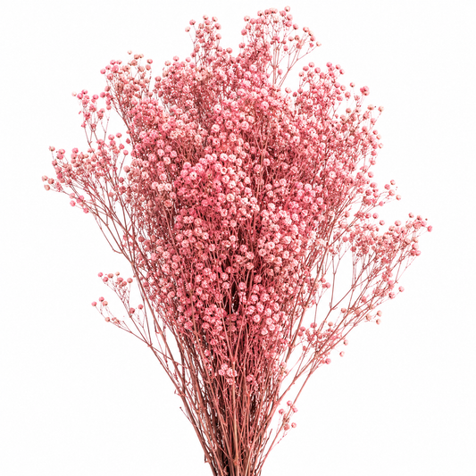Gypsófila rosa preservada (paniculata)