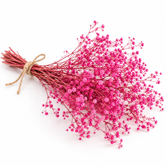Gypsófila rosa brillante preservada (paniculata)