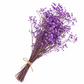 Gypsófila morado preservada (paniculata)