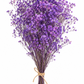 Gypsófila morado preservada (paniculata)