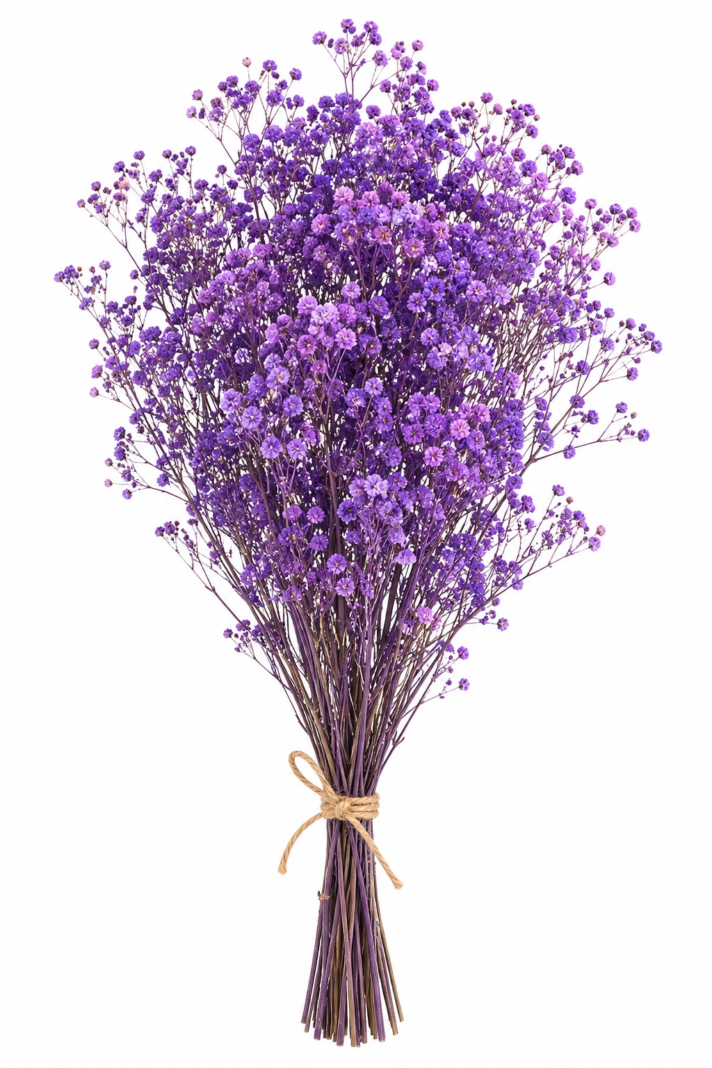 Gypsófila morado preservada (paniculata)