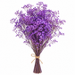 Gypsófila morado preservada (paniculata)