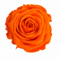 Rosa Standard preservadas