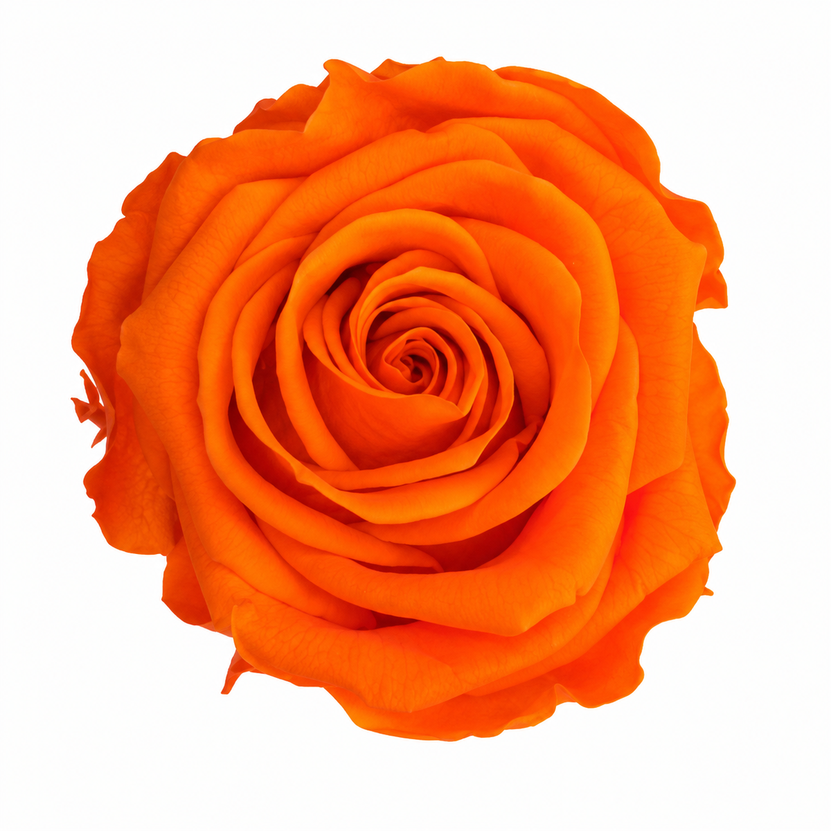Rosa Standard preservadas