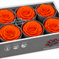 Rosa Standard preservadas