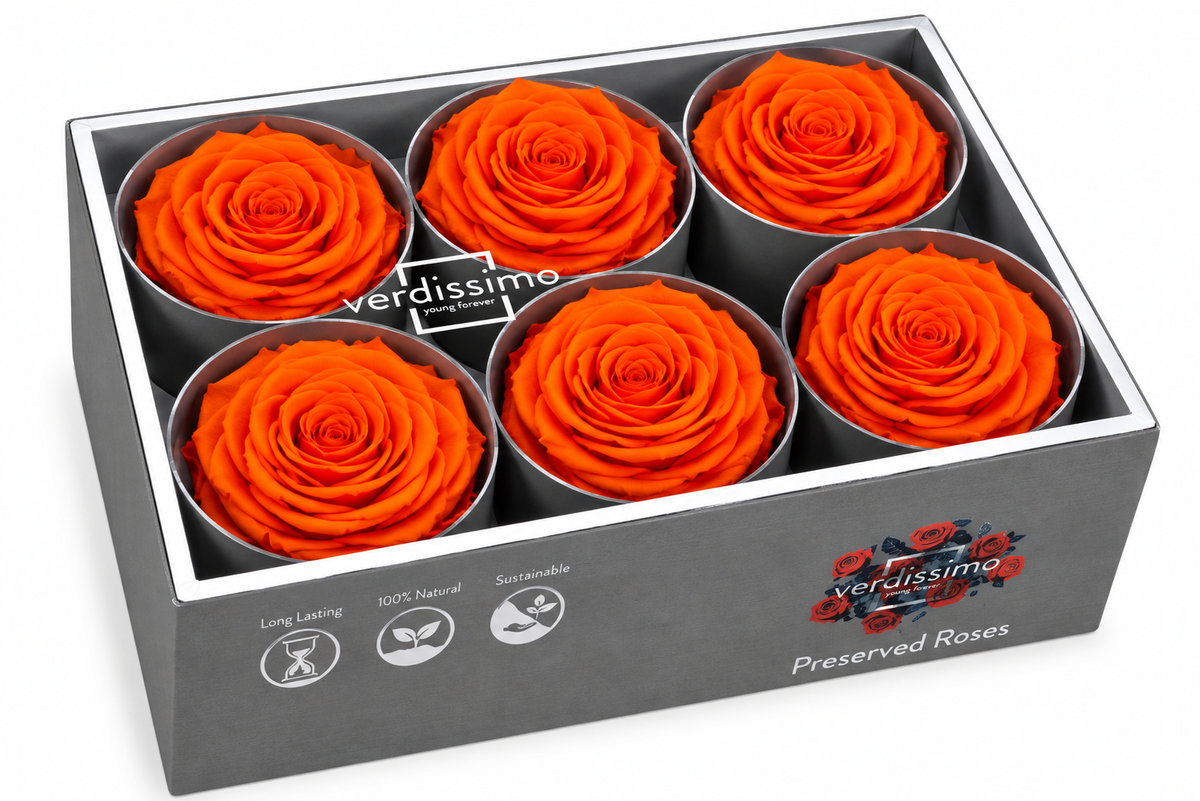 Rosa Standard preservadas