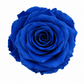 Rosa Standard preservadas
