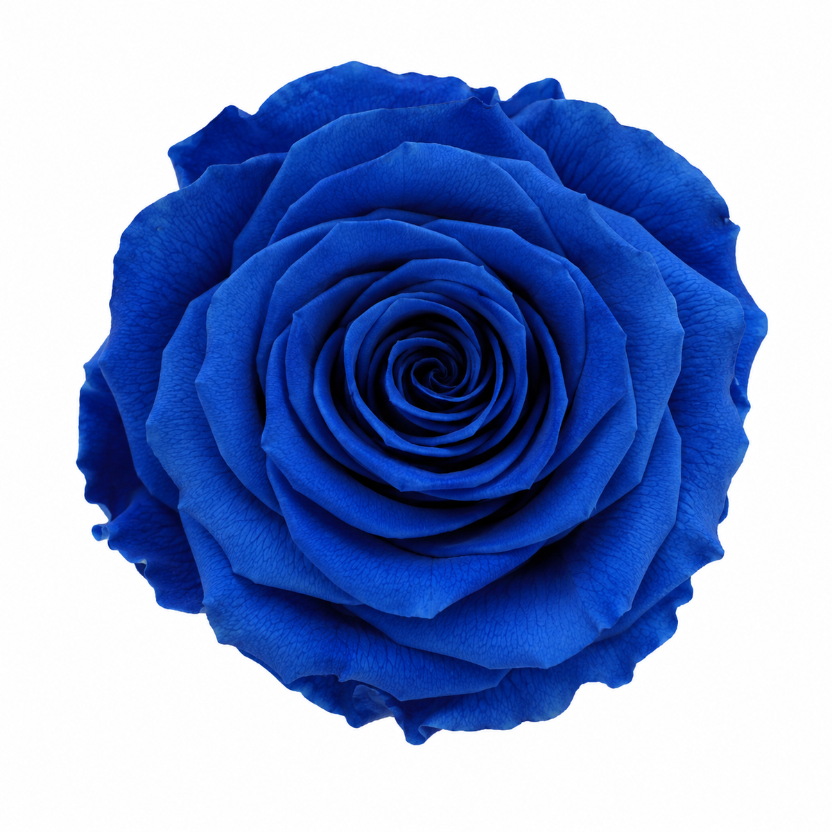 Rosa Standard preservadas