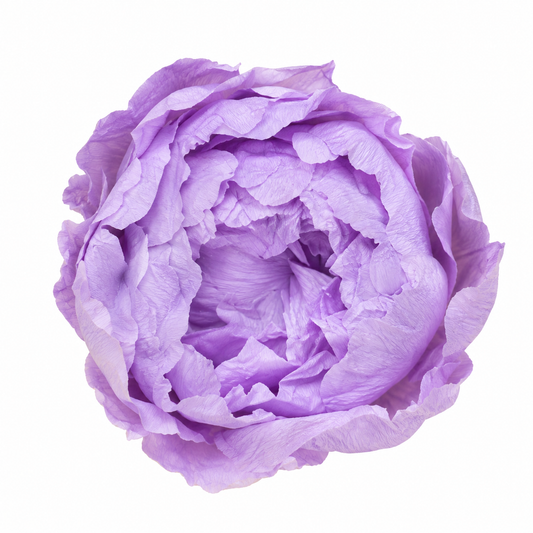 PEONIA PRESERVADA MORADA