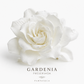 Gardenia preservada blanca