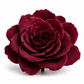 Gardenia preservada Burgundy
