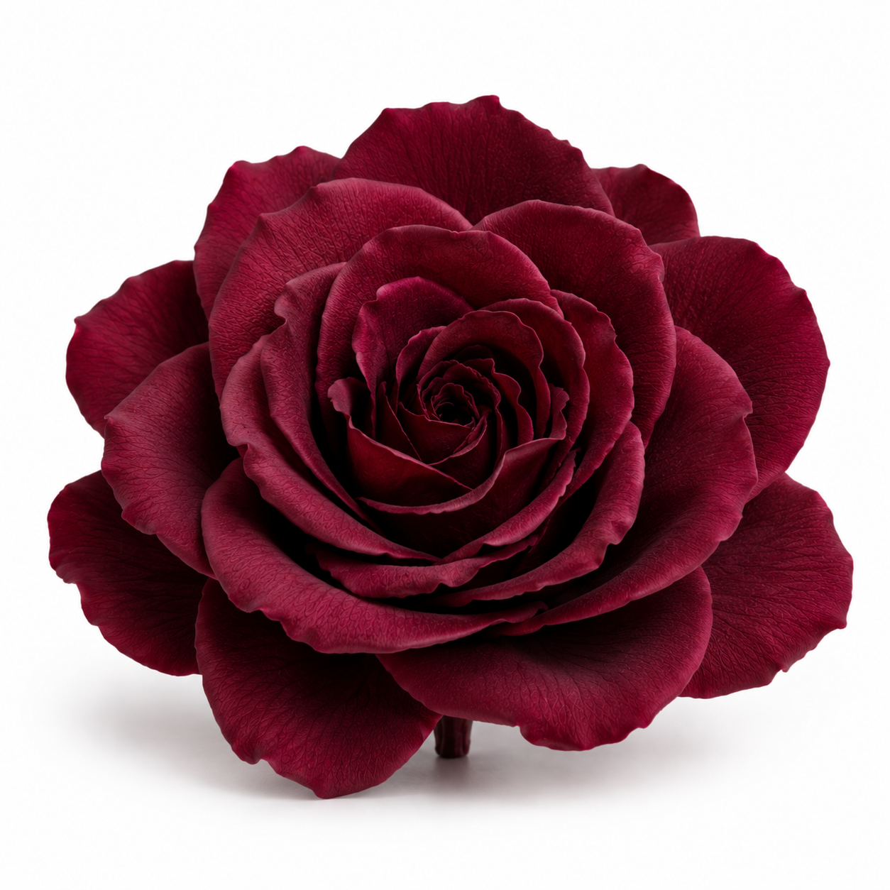 Gardenia preservada Burgundy