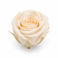 Rosa Princesa Preservada