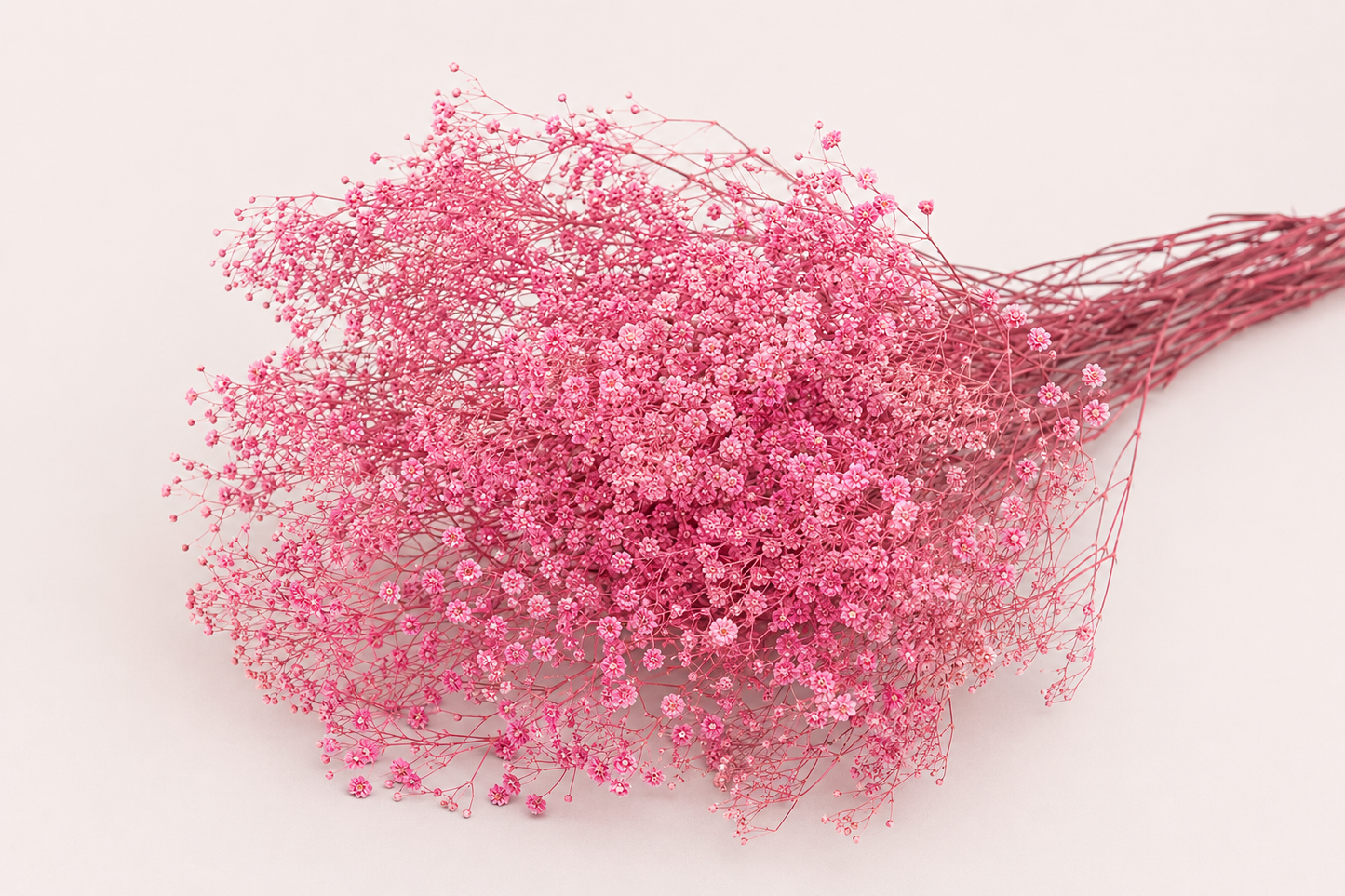 PANICULATA (GYPSÓFILA)