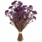 Diosmi morada preservada