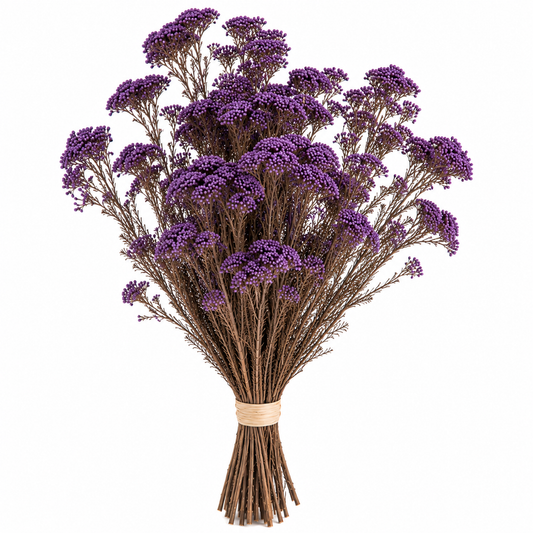 Diosmi morada preservada