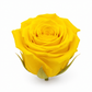 Rosa Princesa Preservada