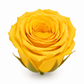 Rosa Princesa Preservada